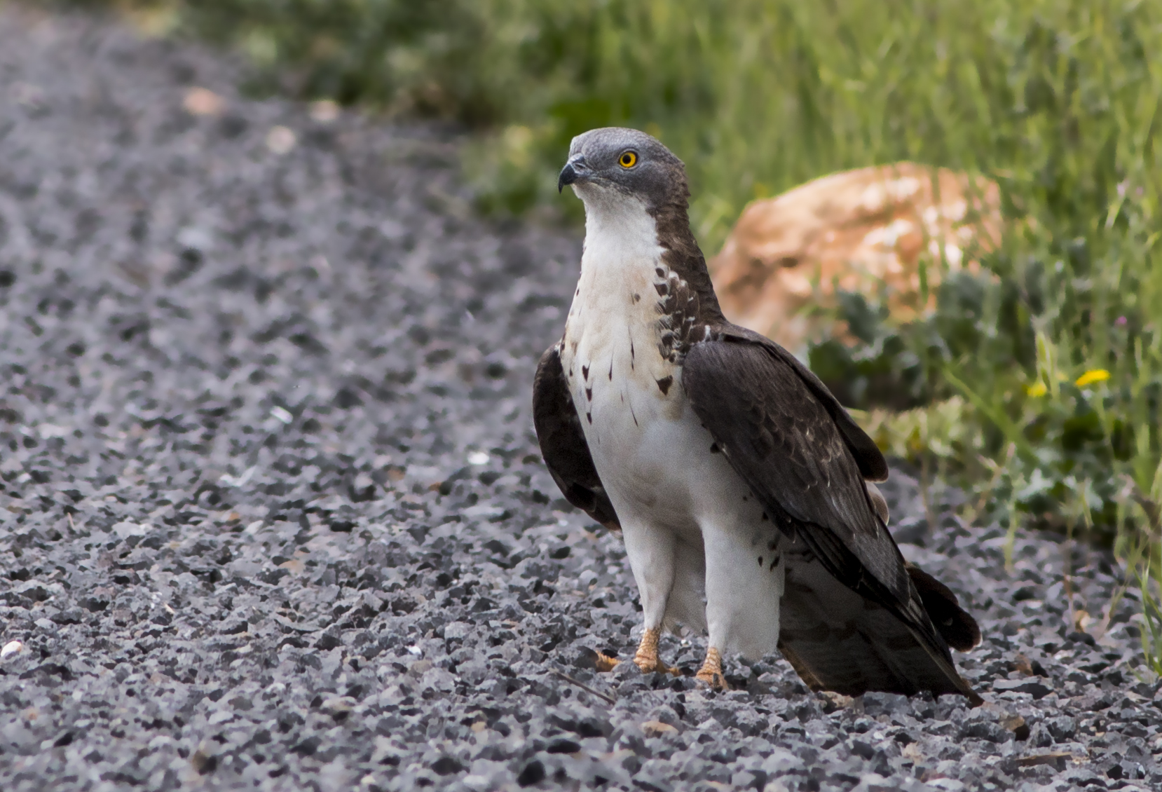 European Honey-buzzard